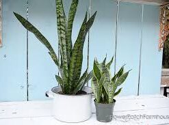 Sanseveria