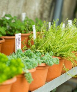 Vaste tuinplanten