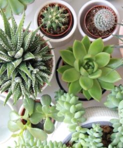 Vetplanten