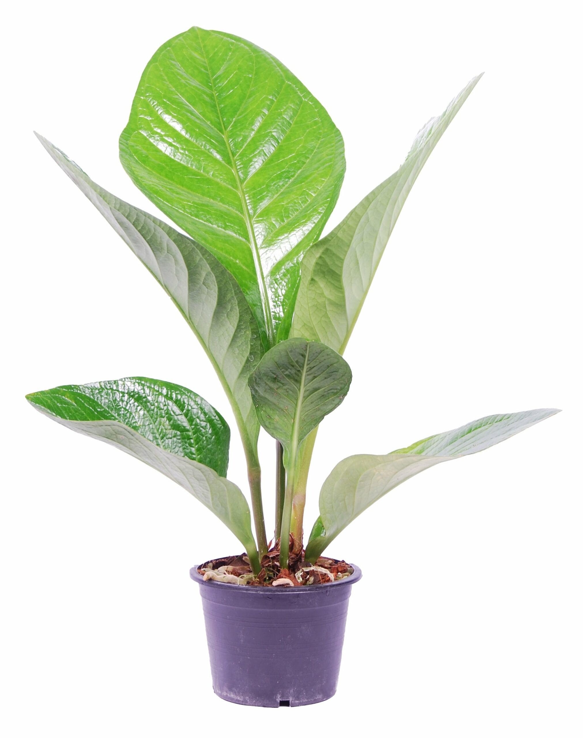 Anthurium jenamnii Lovely Green ↑ 70 cm ⌀ 19 cm