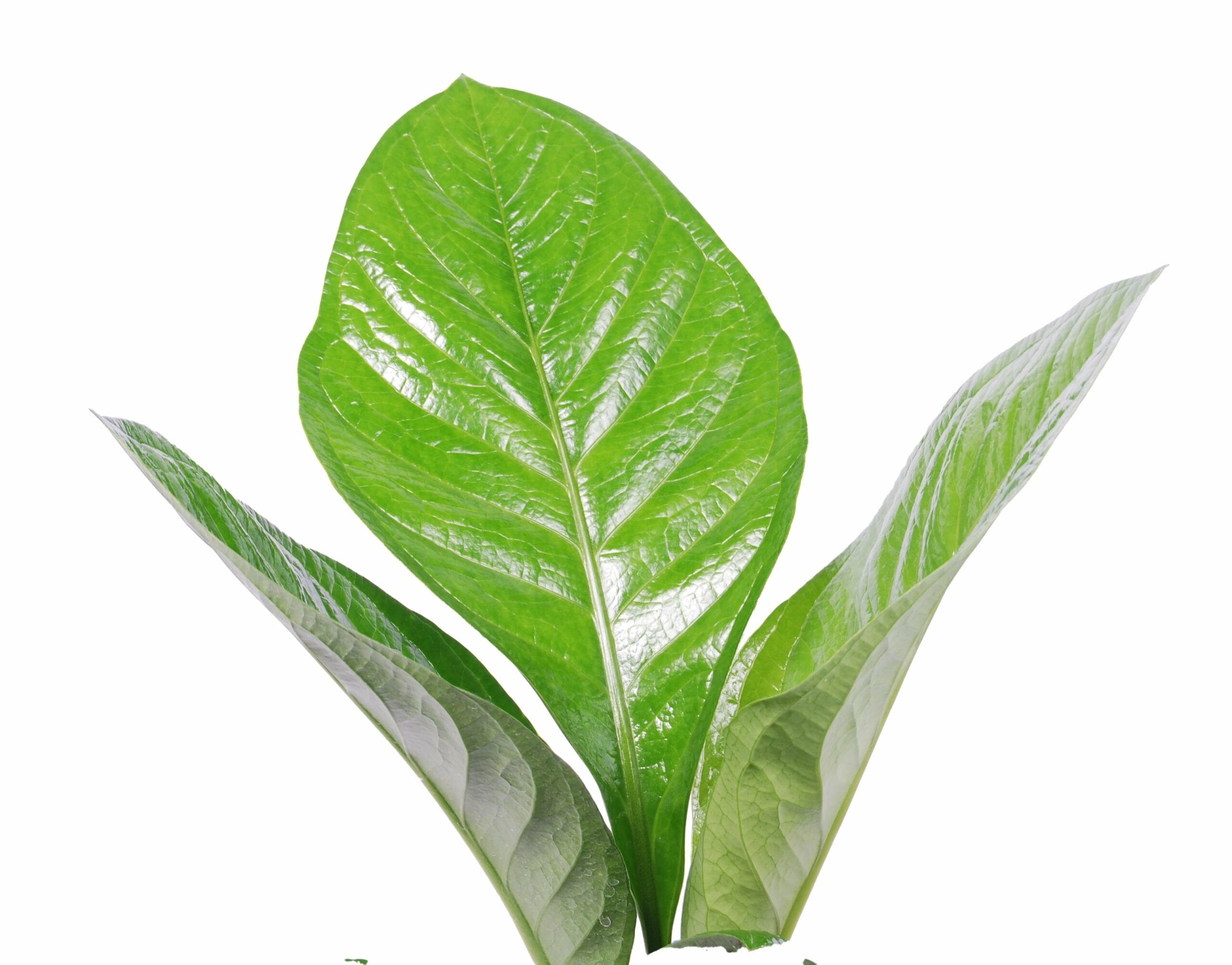 Anthurium jenamnii Lovely Green ↑ 70 cm ⌀ 19 cm - Afbeelding 3