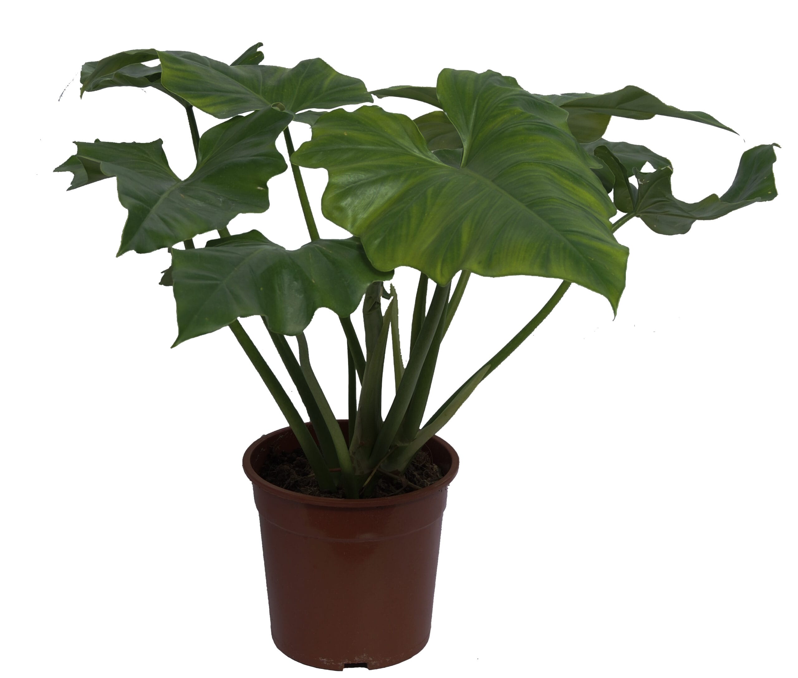 Philodendron Cordatum ↑ 65 cm ⌀ 24 cm