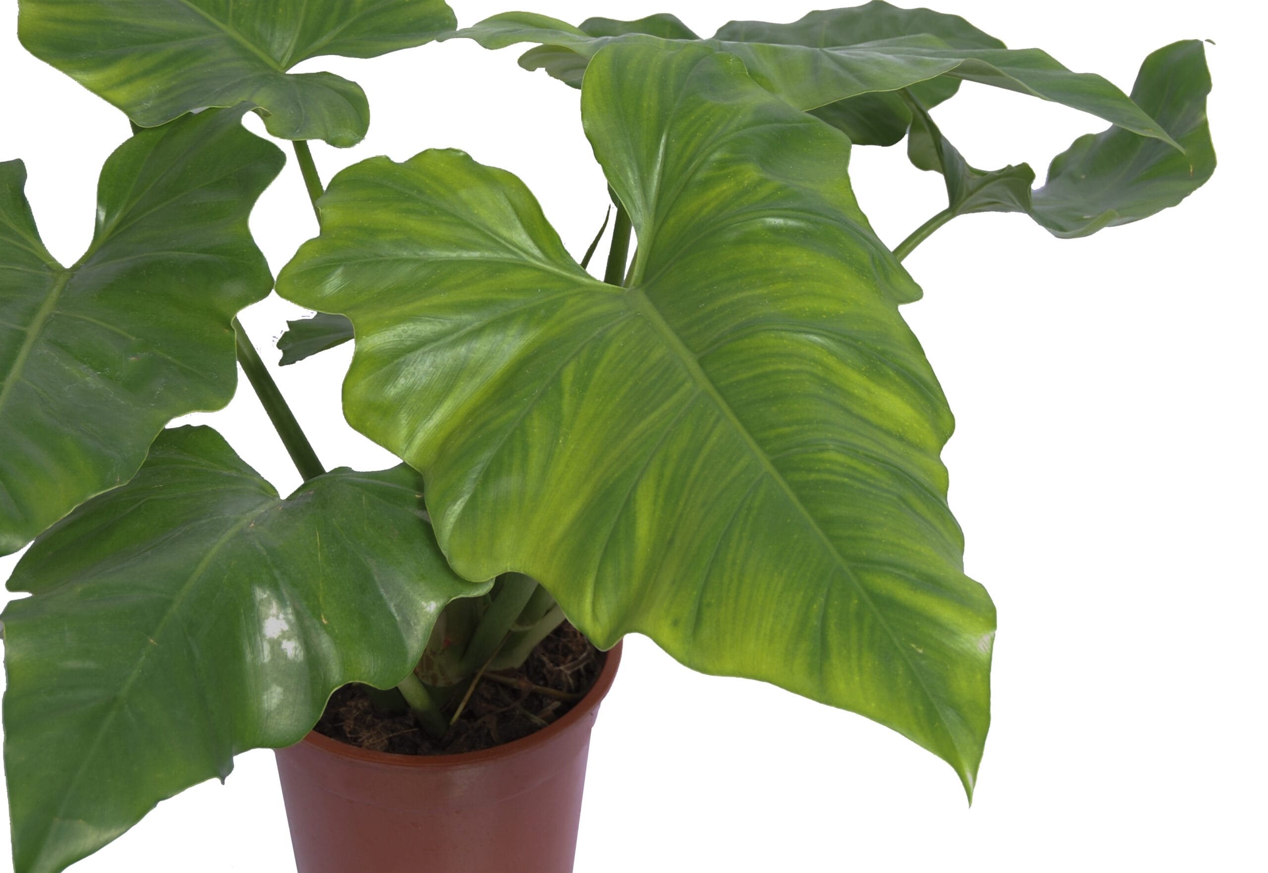 Philodendron Cordatum ↑ 65 cm ⌀ 24 cm - Afbeelding 3