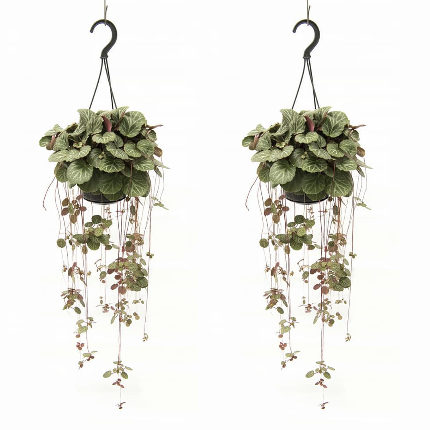 Duo Moederplant - 2 stuks ↑ 30 cm ⌀ 14 cm