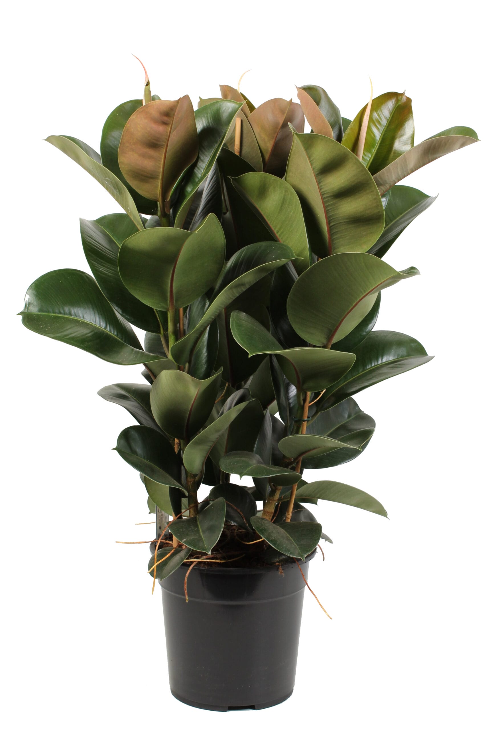 Ficus Elastica (Rubberboom) ↑ 90 cm ⌀ 27 cm