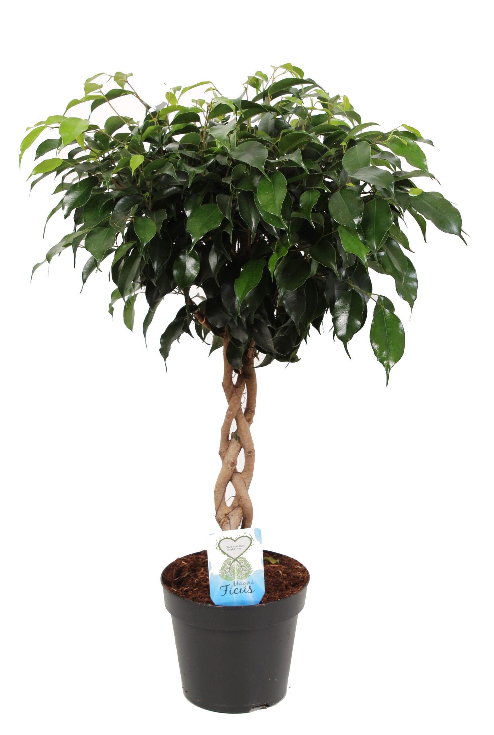 Ficus Benjamina met gevlochten stam ↑ 65 cm ⌀ 17 cm