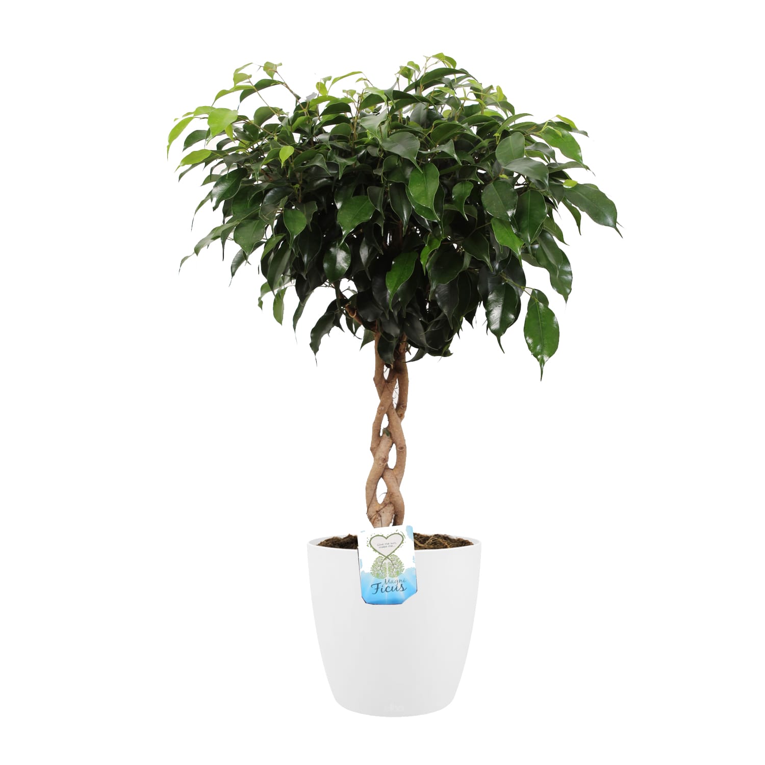 Ficus Benjamina in Elho sierpot (wit) ↑ 65 cm ⌀ 18 cm