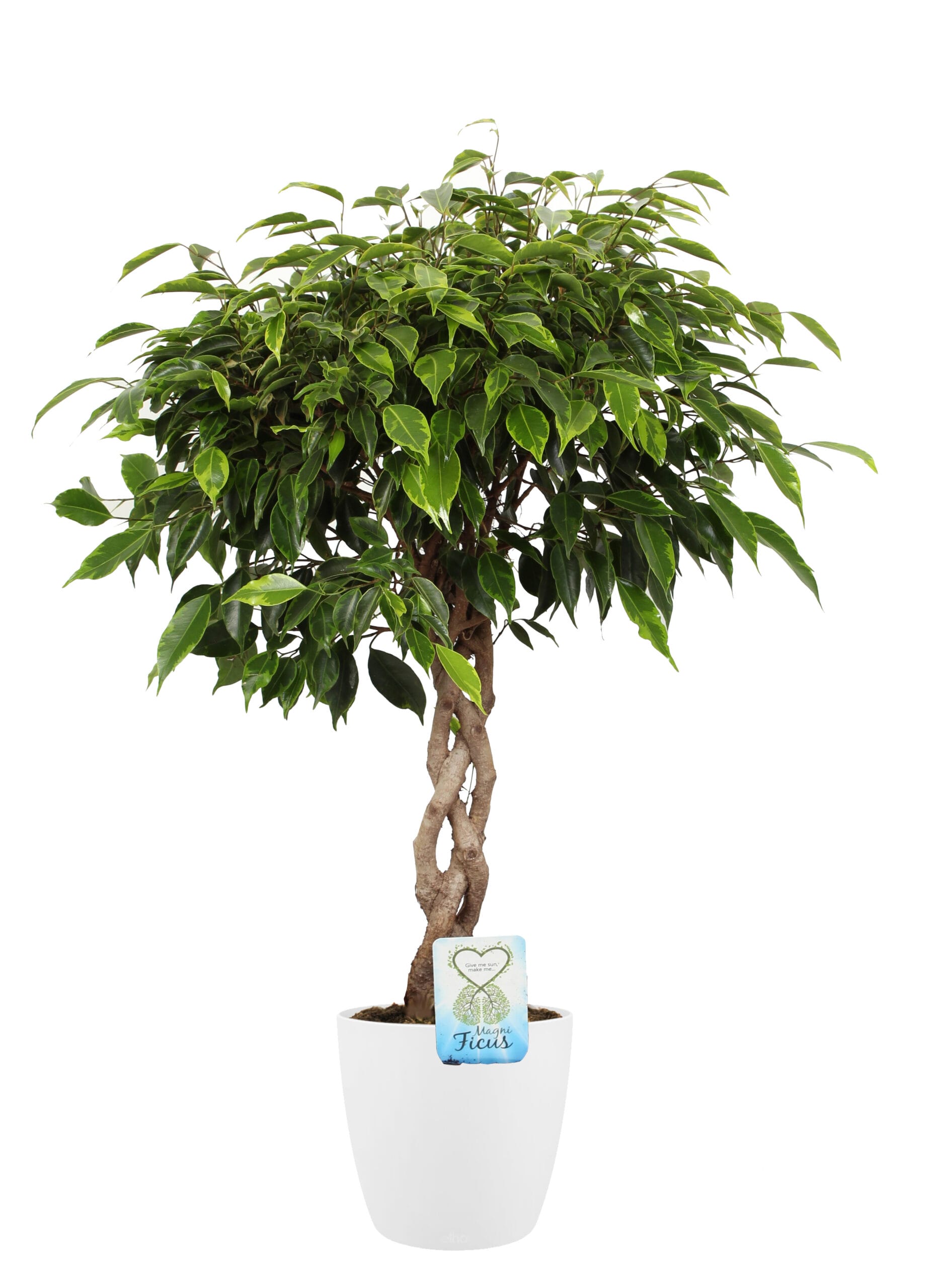 Ficus Anastasia in Elho sierpot (wit) ↑ 65 cm ⌀ 18 cm