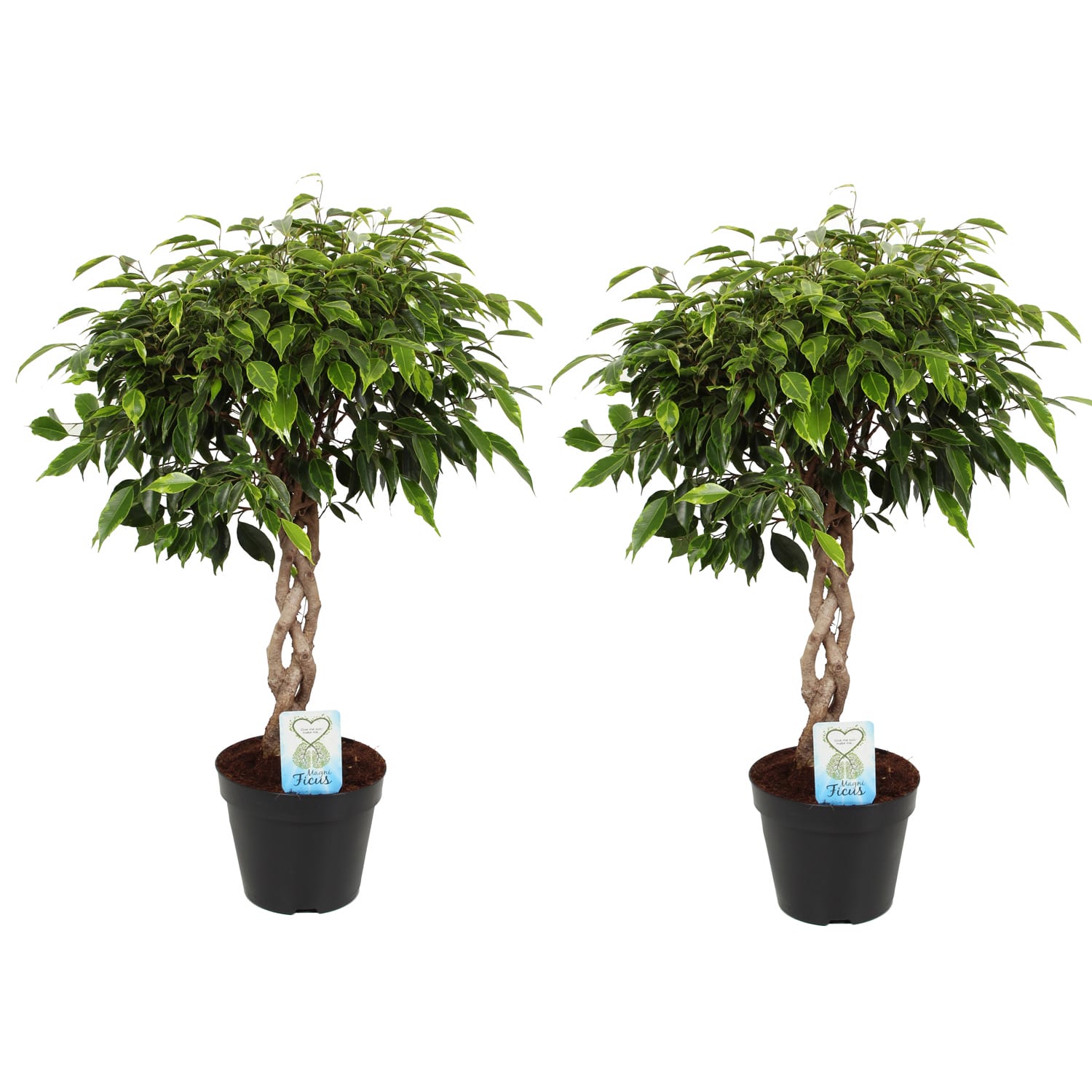 Duo Ficus Anastasia met gevlochten stam - 2 stuks ↑ 65 cm ⌀ 17 cm