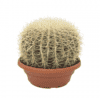 echino cactus