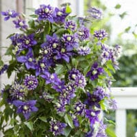 Clematis Bosrank