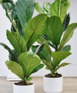 Ficus