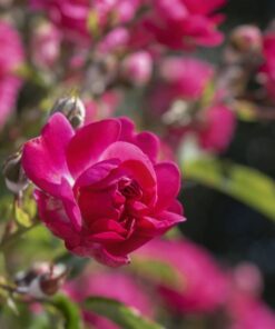 Camellia Japonica