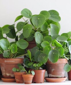 Pannenkoekplant