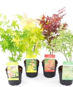 Esdoorn (Acer)