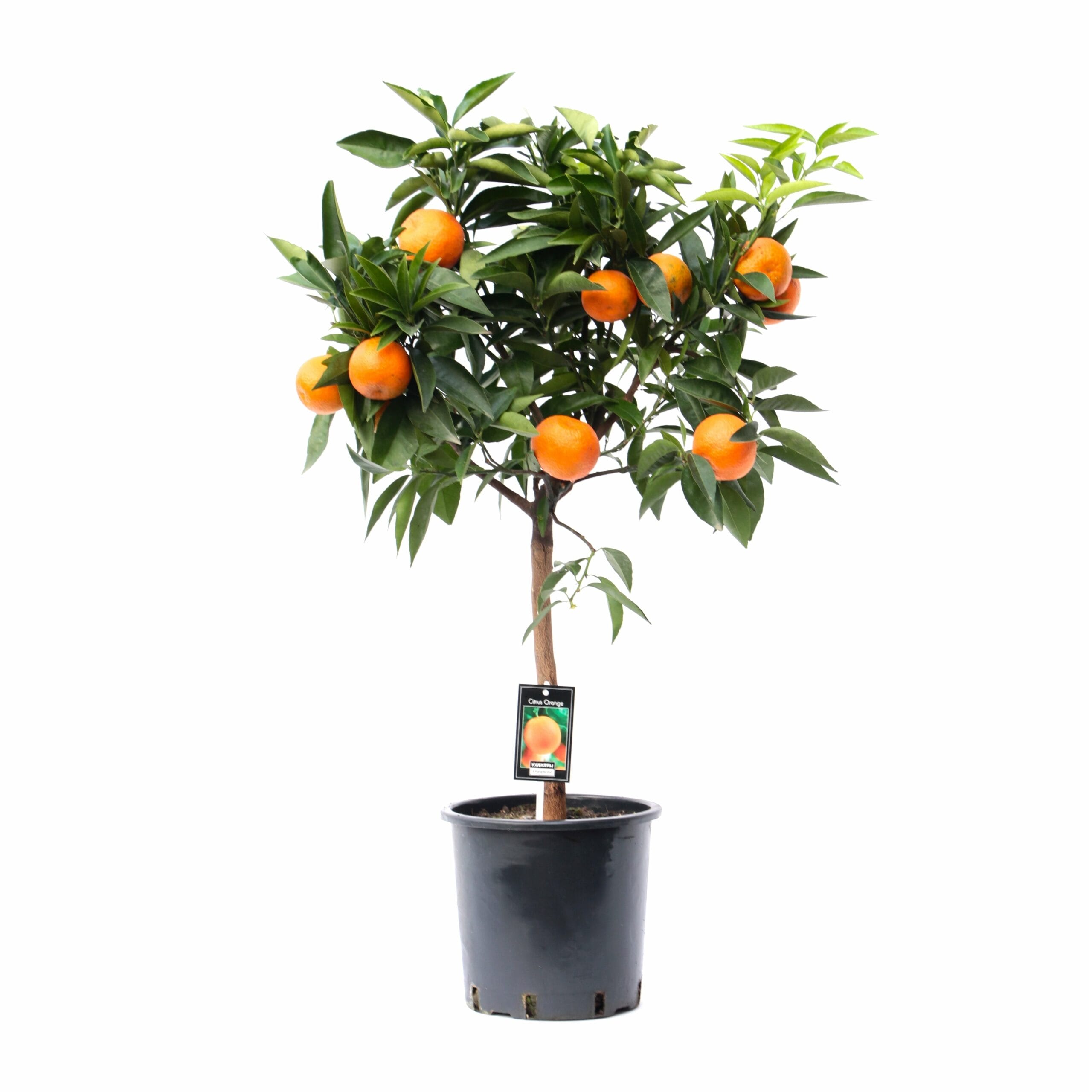 Citrus Orange ↑ 85 cm ⌀ 22 cm