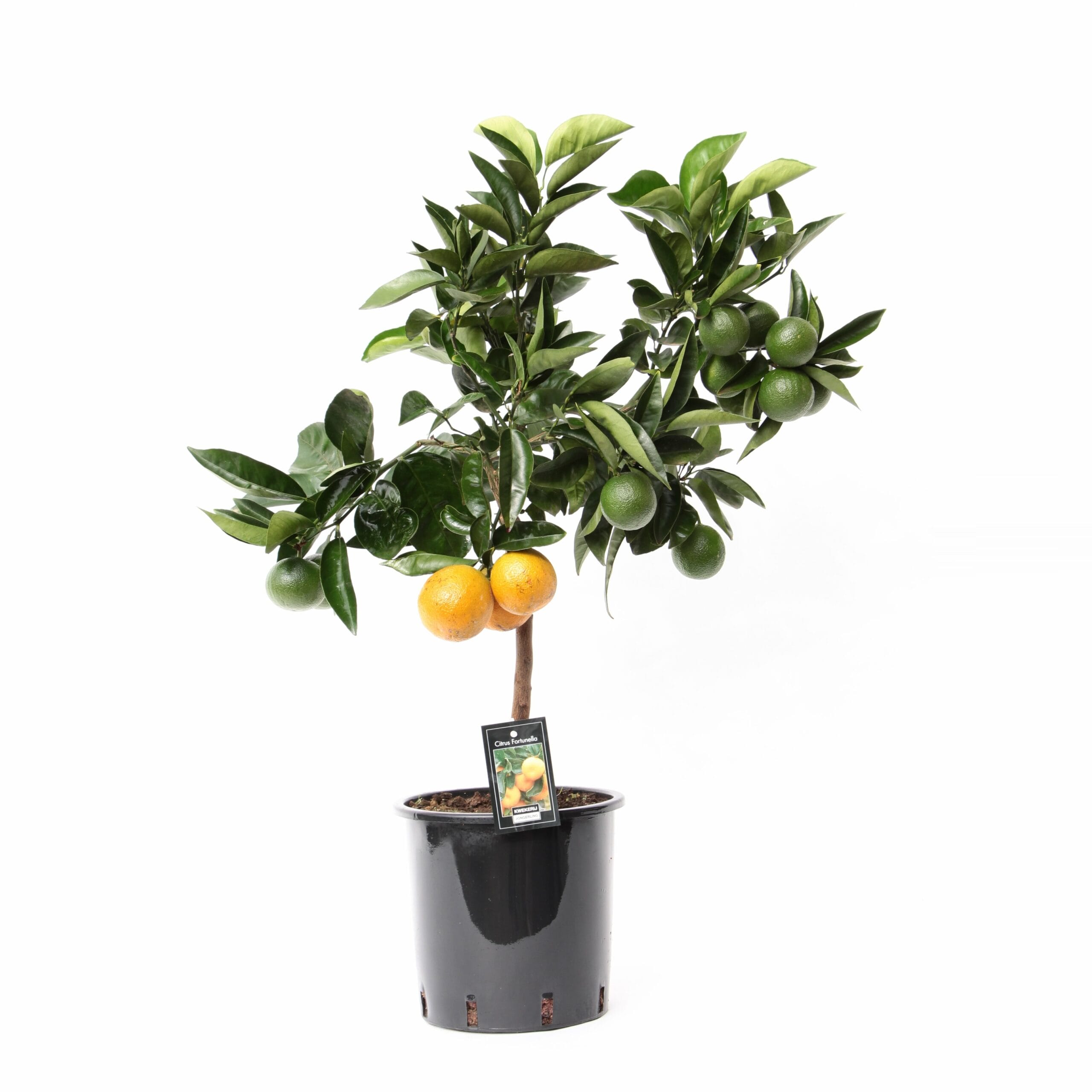 Citrus Orange ↑ 85 cm ⌀ 22 cm - Afbeelding 3