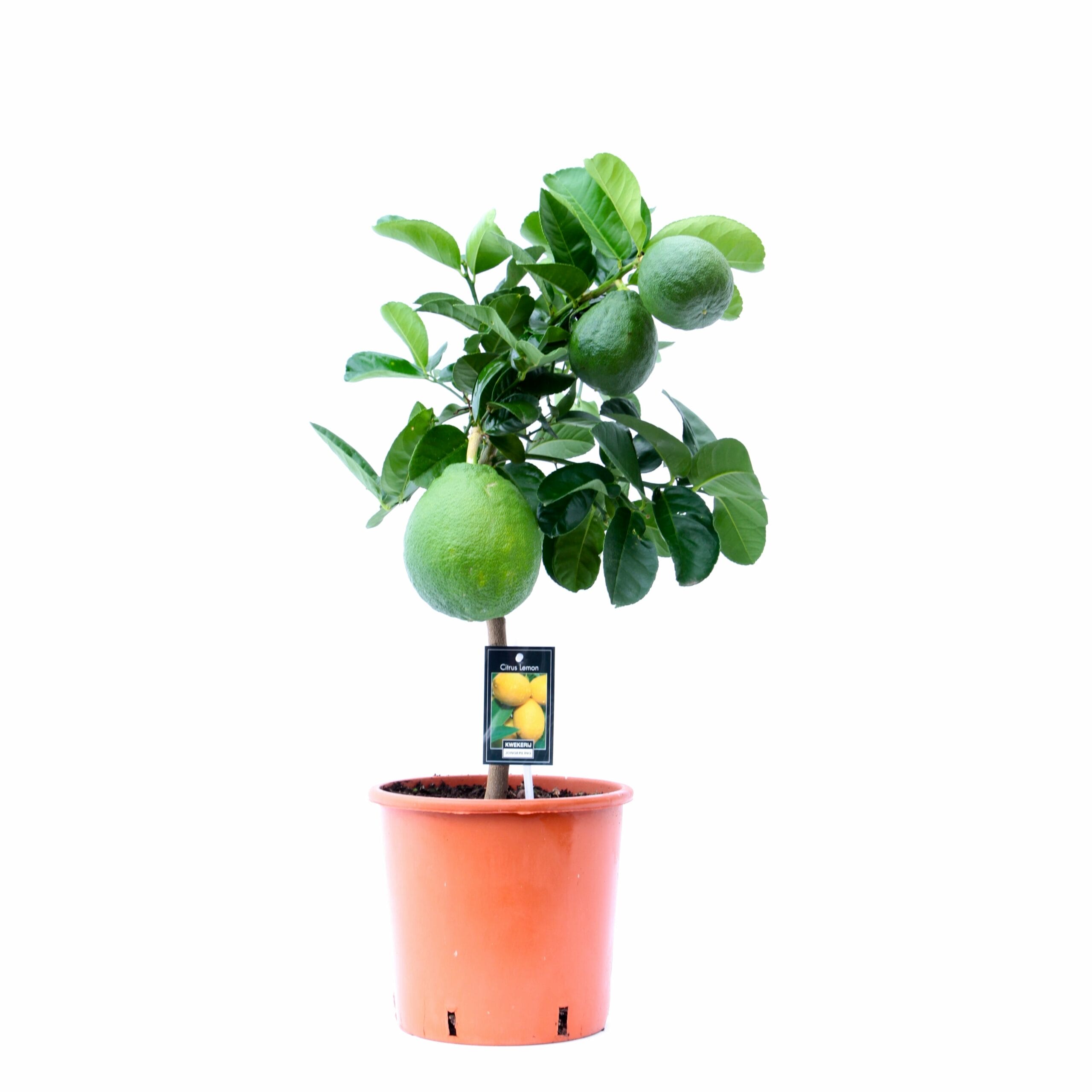 Citrus Lipo op stam ↑ 85 cm ⌀ 22 cm - Afbeelding 3