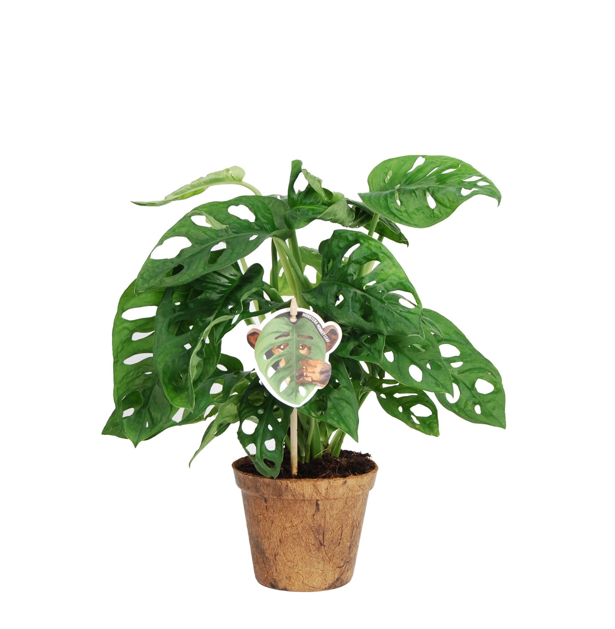 Monstera Obliqua ‘Monkey Leaf’ ↑ 25 cm ⌀ 12 cm