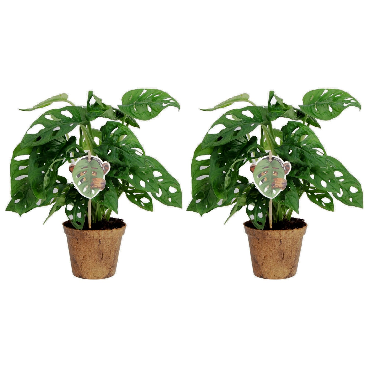 Duo Monstera Obliqua ‘Monkey Leaf’ - 2 stuks ↑ 25 cm ⌀ 12 cm