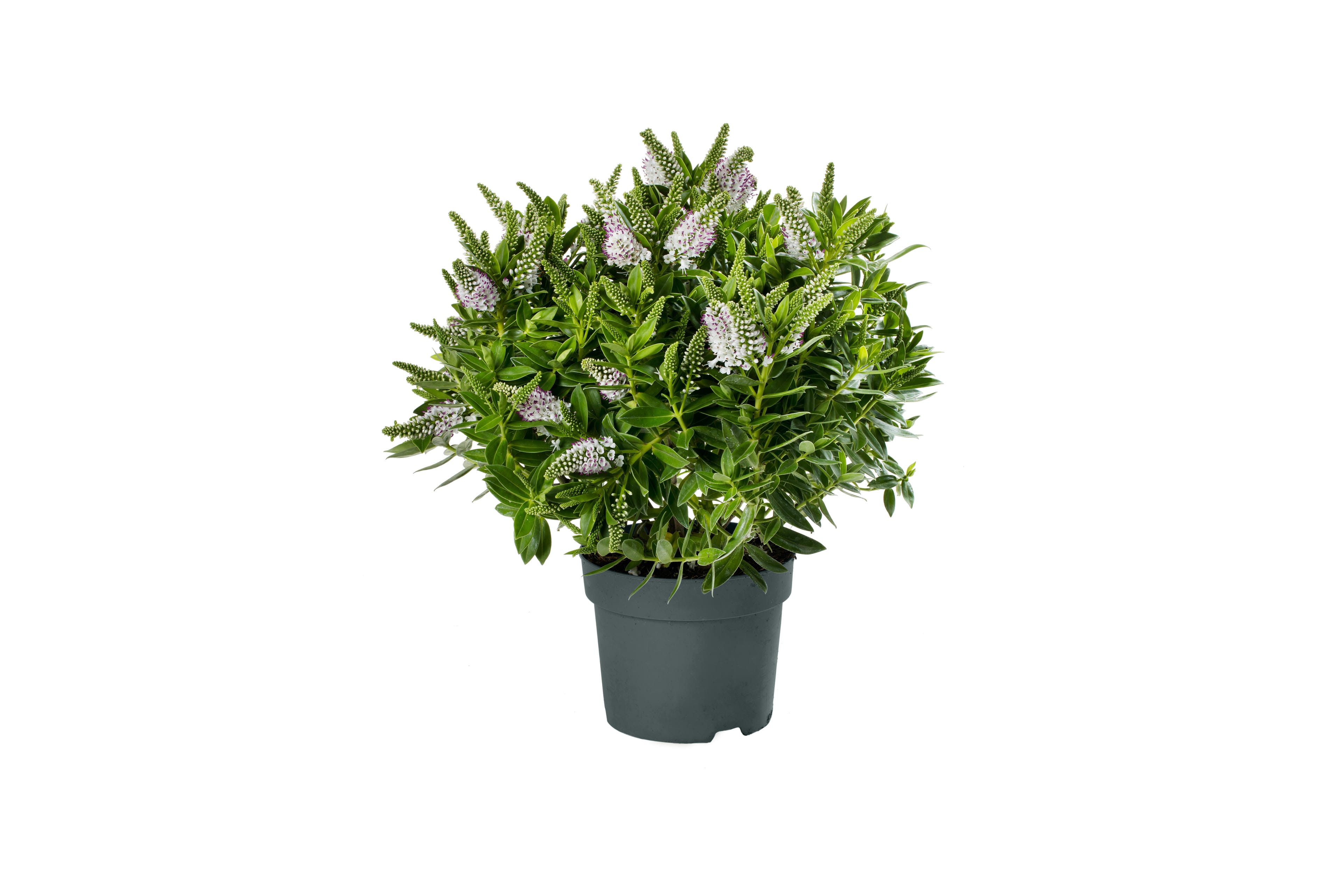 Addenda Hebe Donna wit ↑ 45 cm ⌀ 17 cm