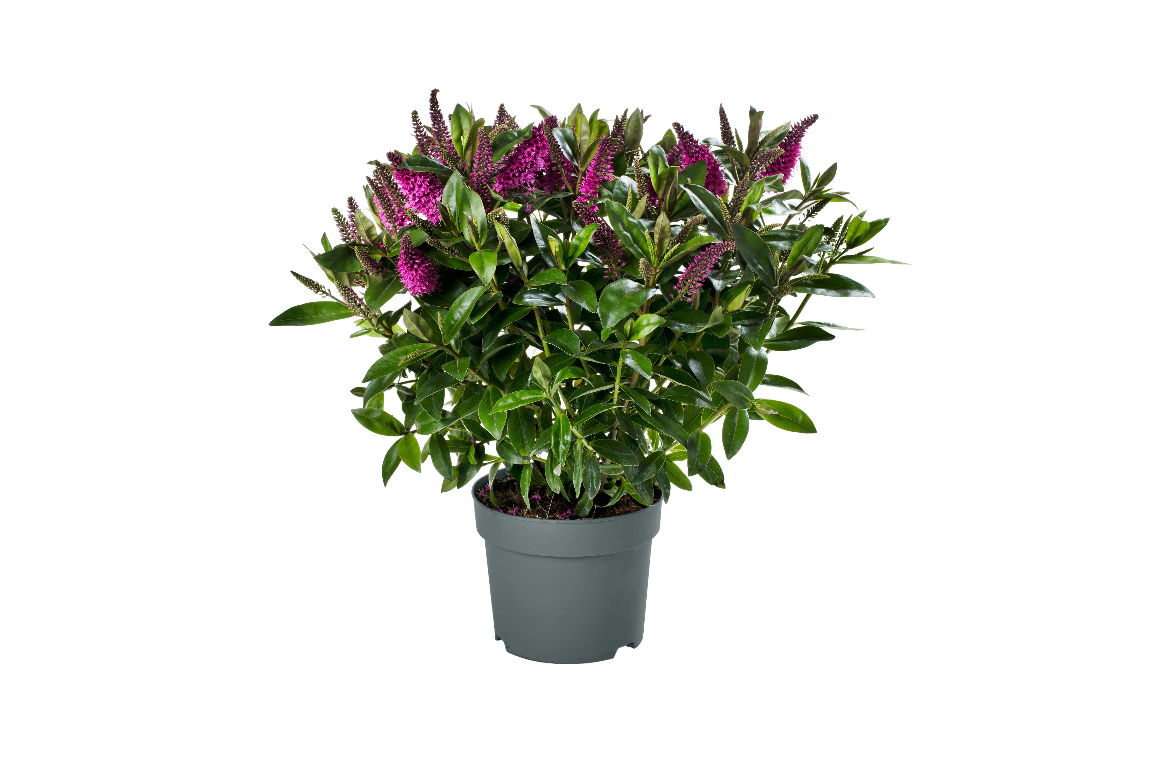 Addenda Hebe Donna roze ↑ 45 cm ⌀ 17 cm