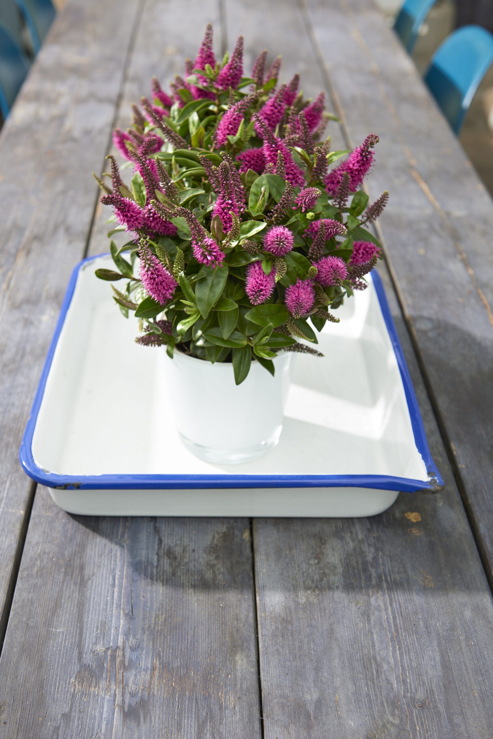 Addenda Hebe Donna roze ↑ 45 cm ⌀ 17 cm - Afbeelding 4