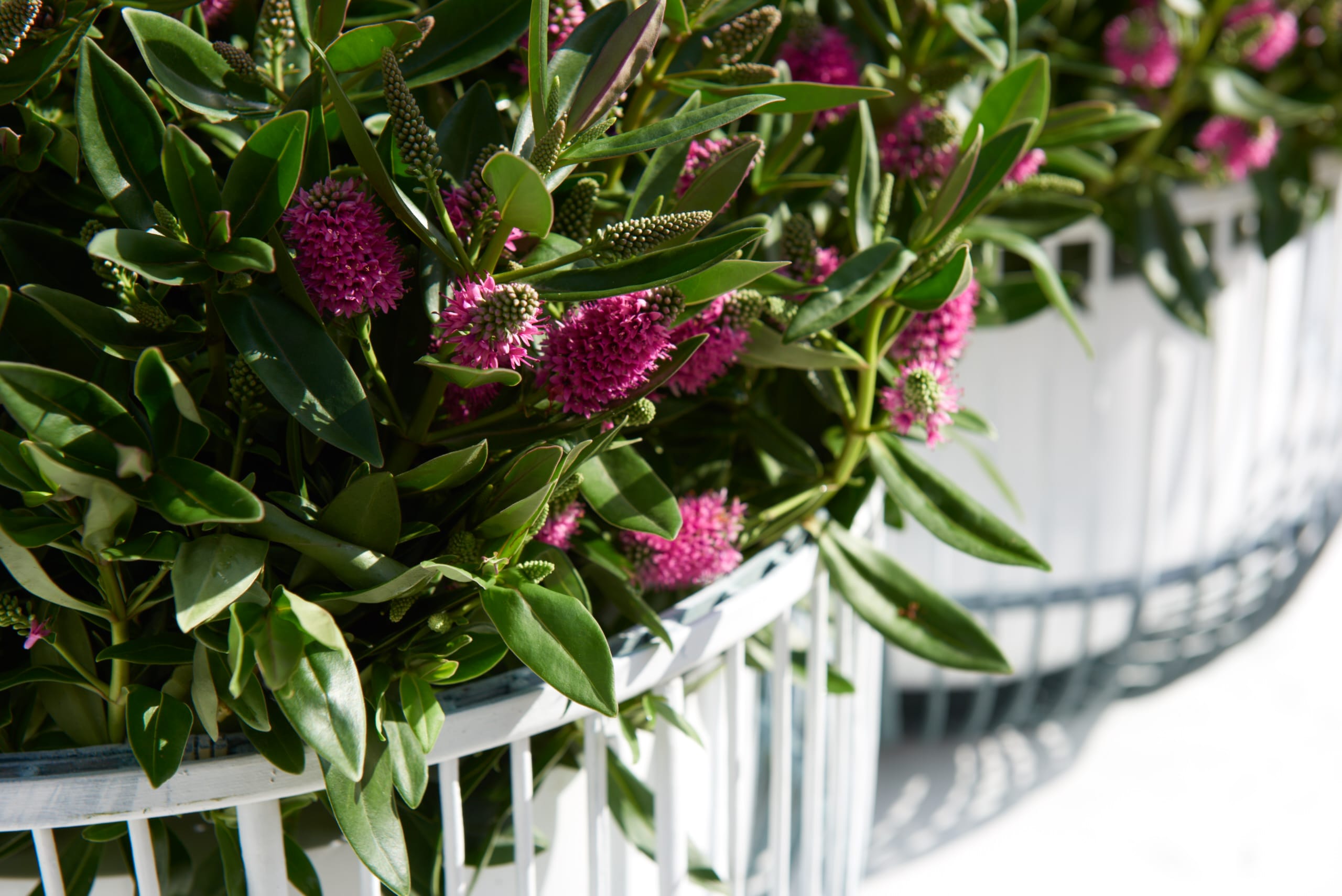 Addenda Hebe Donna roze ↑ 45 cm ⌀ 17 cm - Afbeelding 5