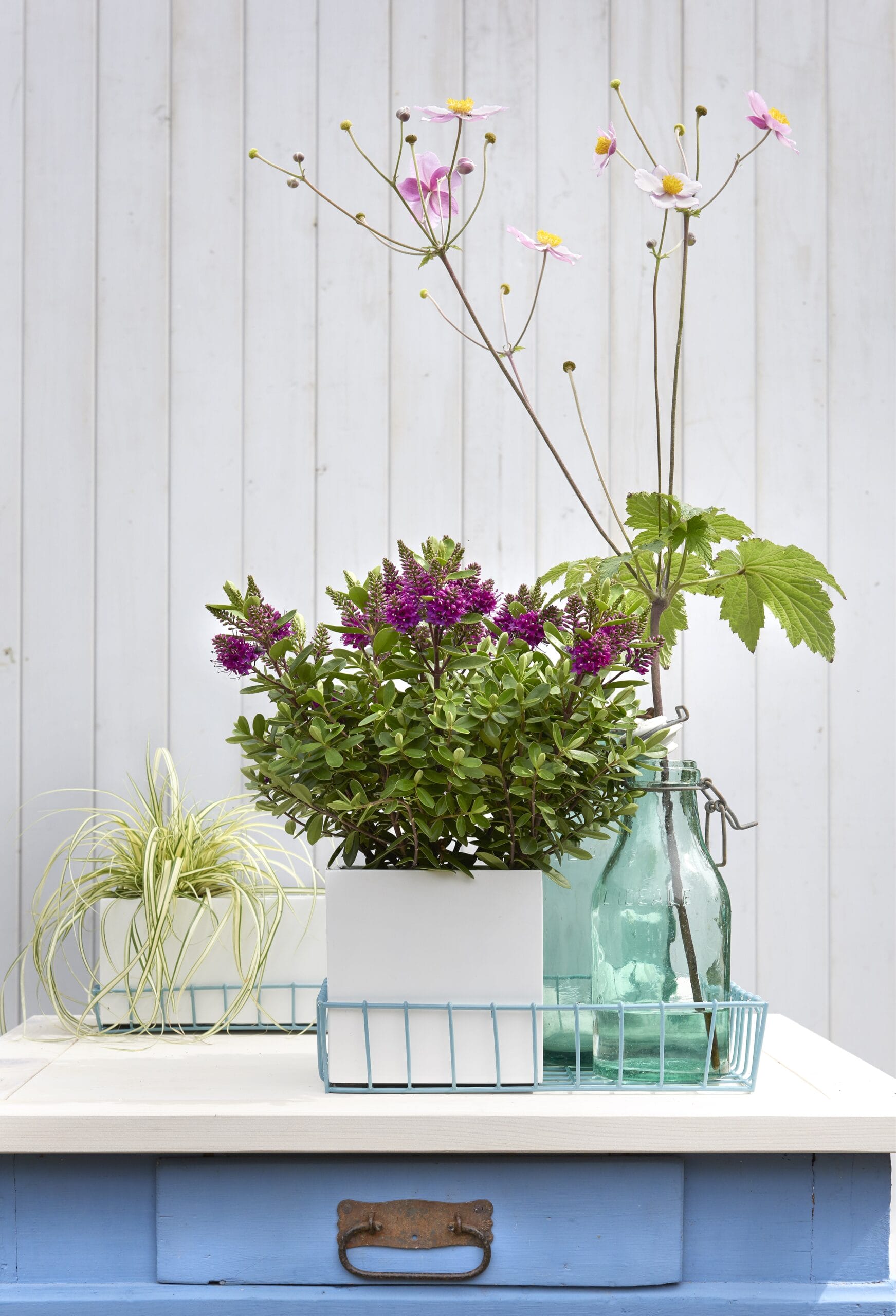 Addenda Hebe Donna roze ↑ 45 cm ⌀ 17 cm - Afbeelding 6