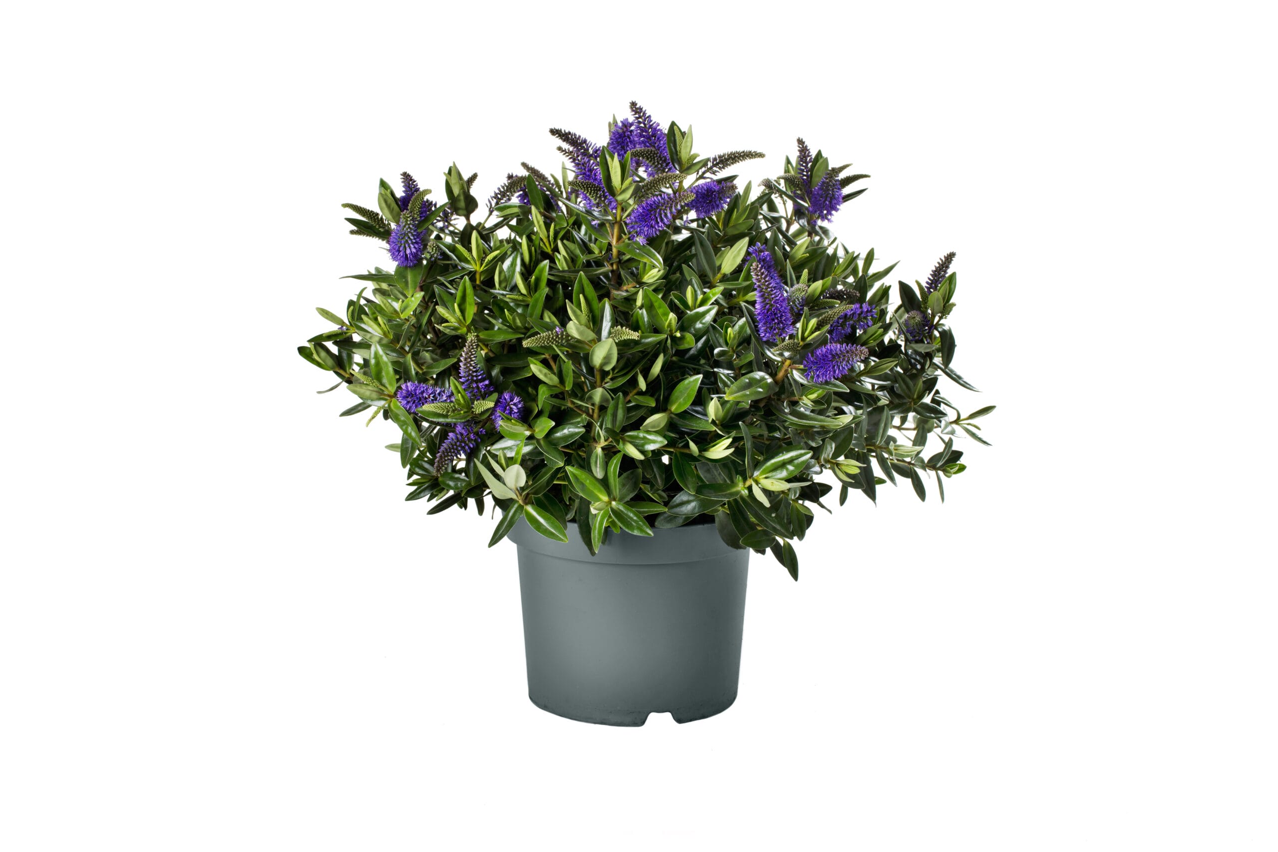 Addenda Hebe Donna blauw/paars ↑ 50 cm ⌀ 23 cm