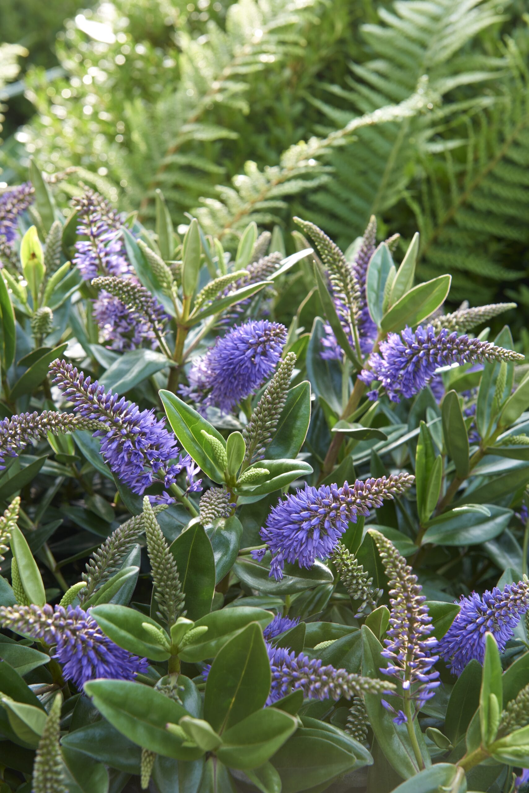 Addenda Hebe Donna blauw/paars ↑ 50 cm ⌀ 23 cm - Afbeelding 3