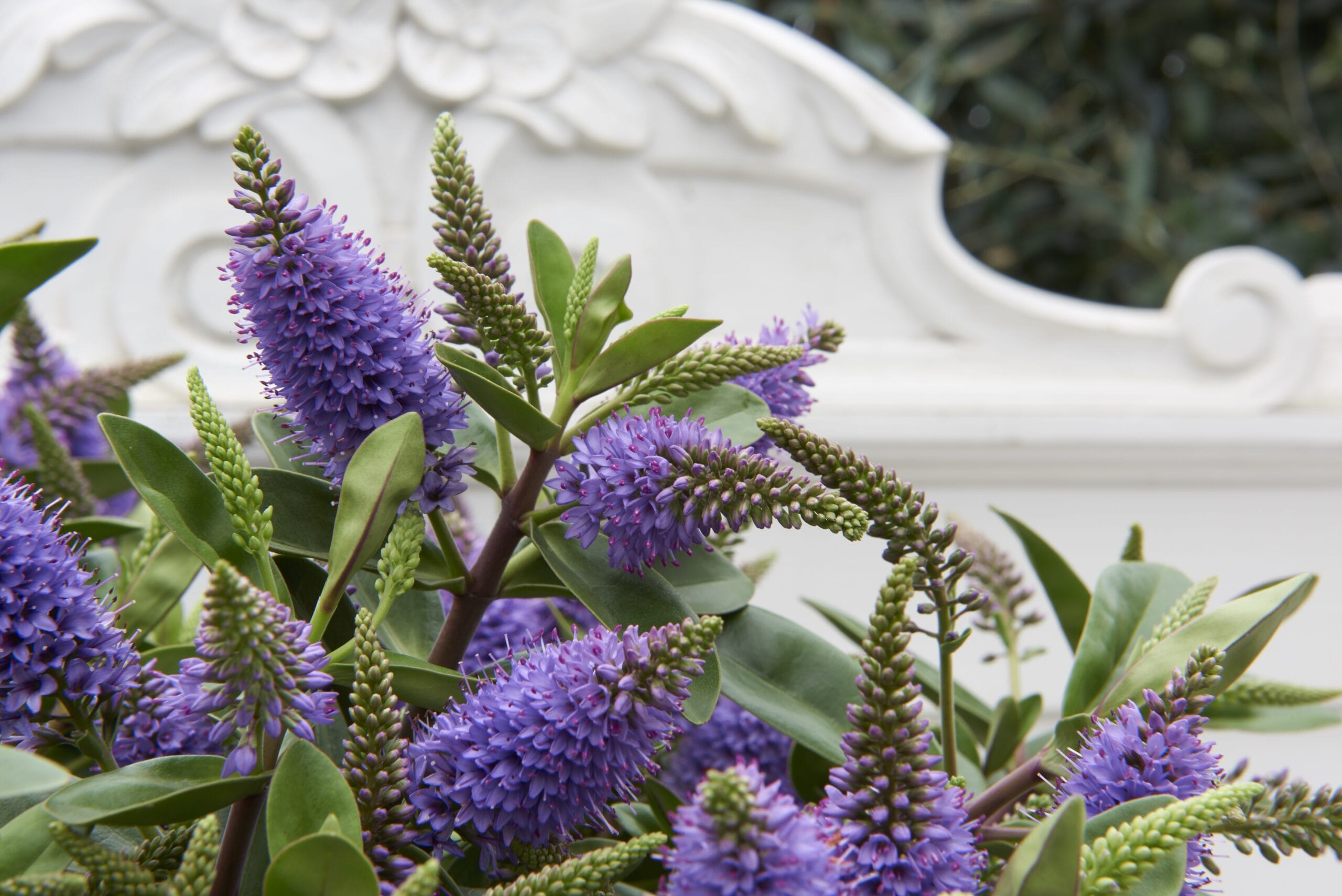 Addenda Hebe Donna blauw/paars ↑ 50 cm ⌀ 23 cm - Afbeelding 4