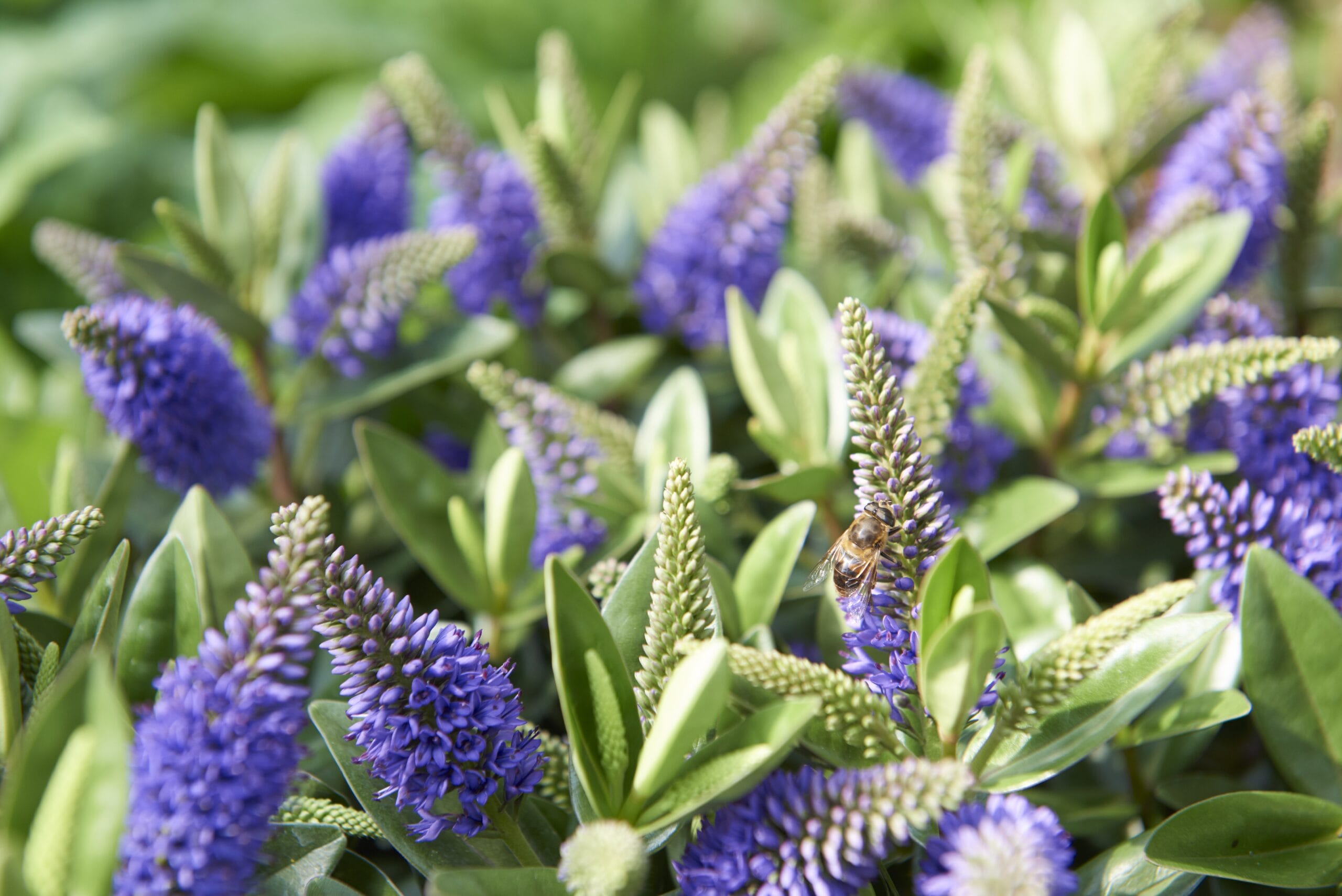 Addenda Hebe Donna blauw/paars ↑ 50 cm ⌀ 23 cm - Afbeelding 5