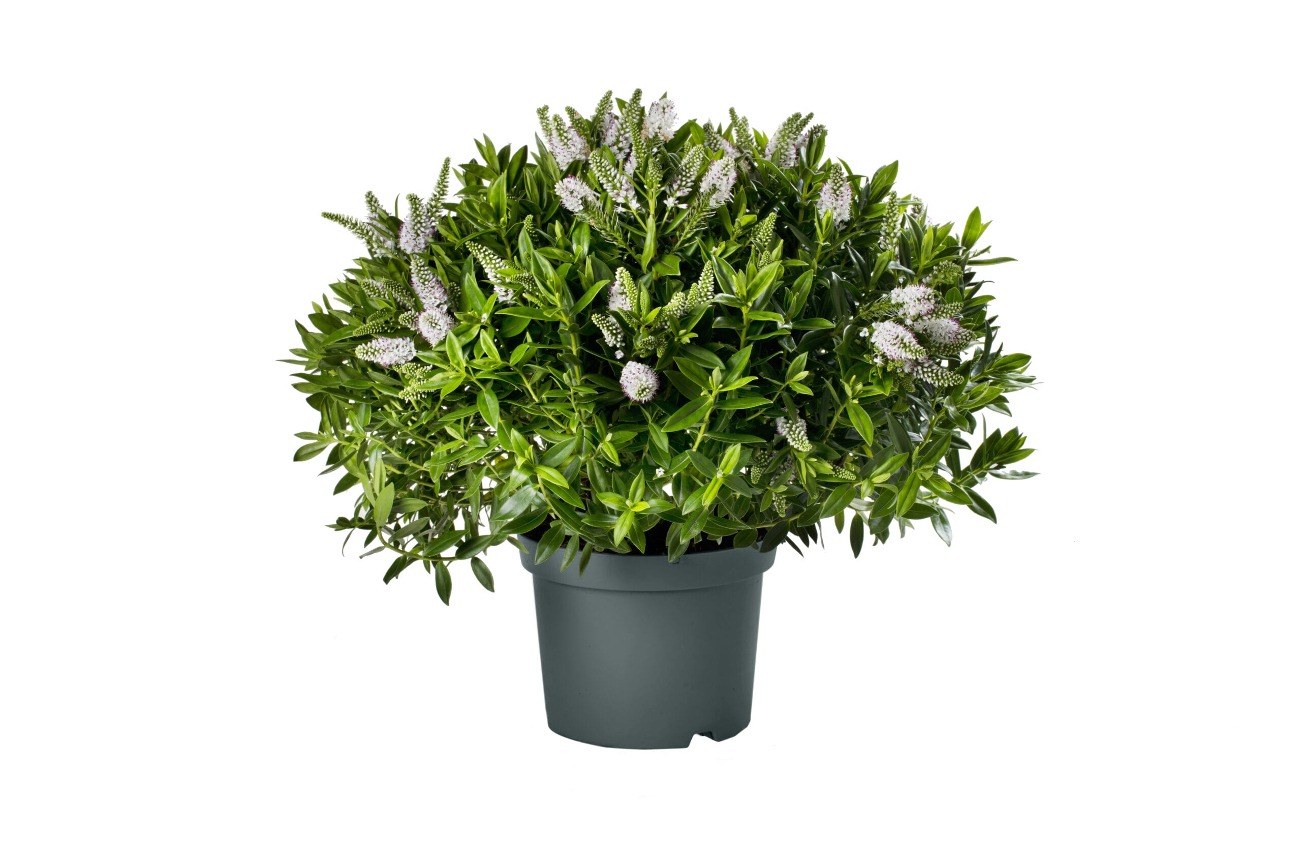 Addenda Hebe Donna wit ↑ 50 cm ⌀ 23 cm