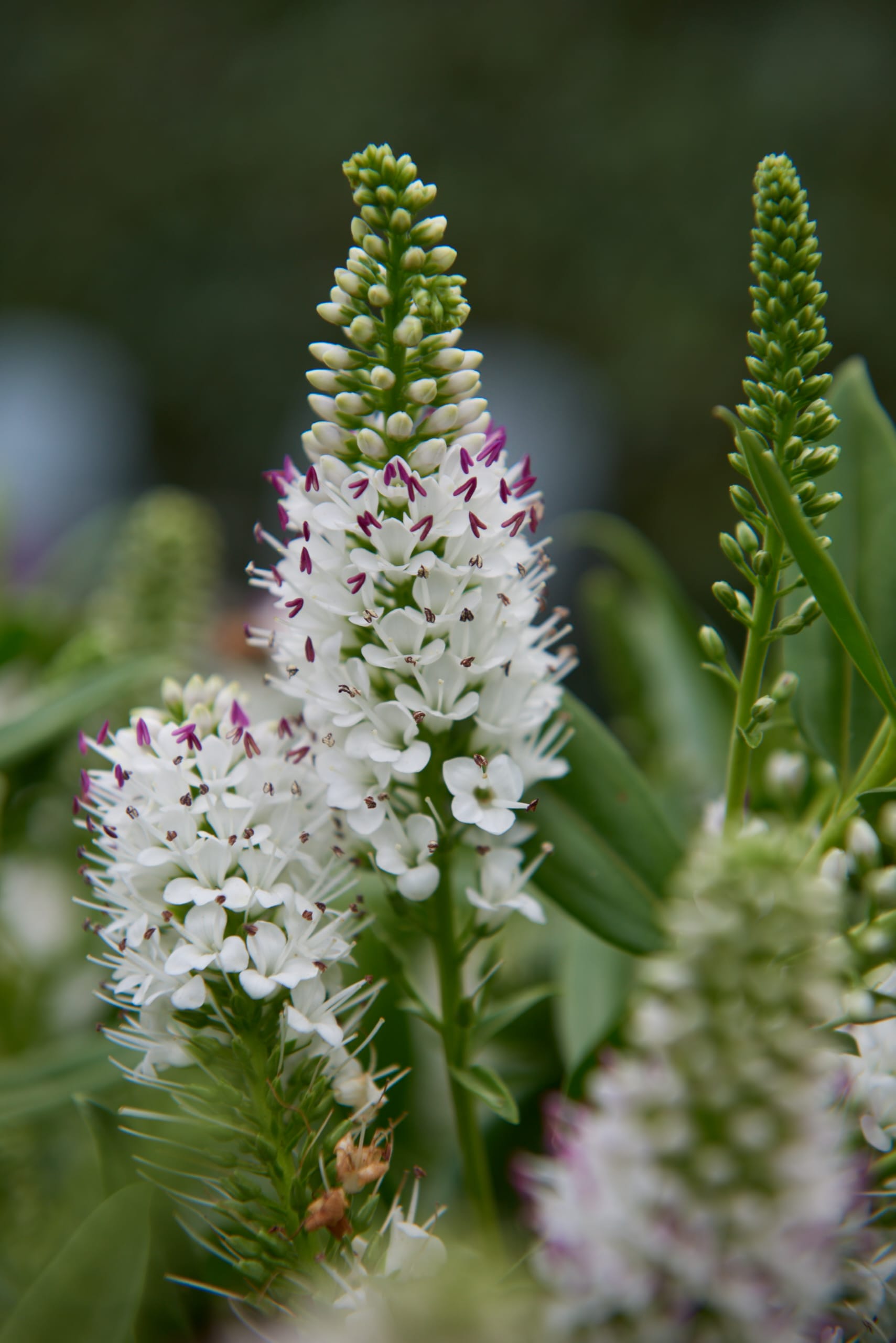 Addenda Hebe Donna wit ↑ 50 cm ⌀ 23 cm - Afbeelding 3