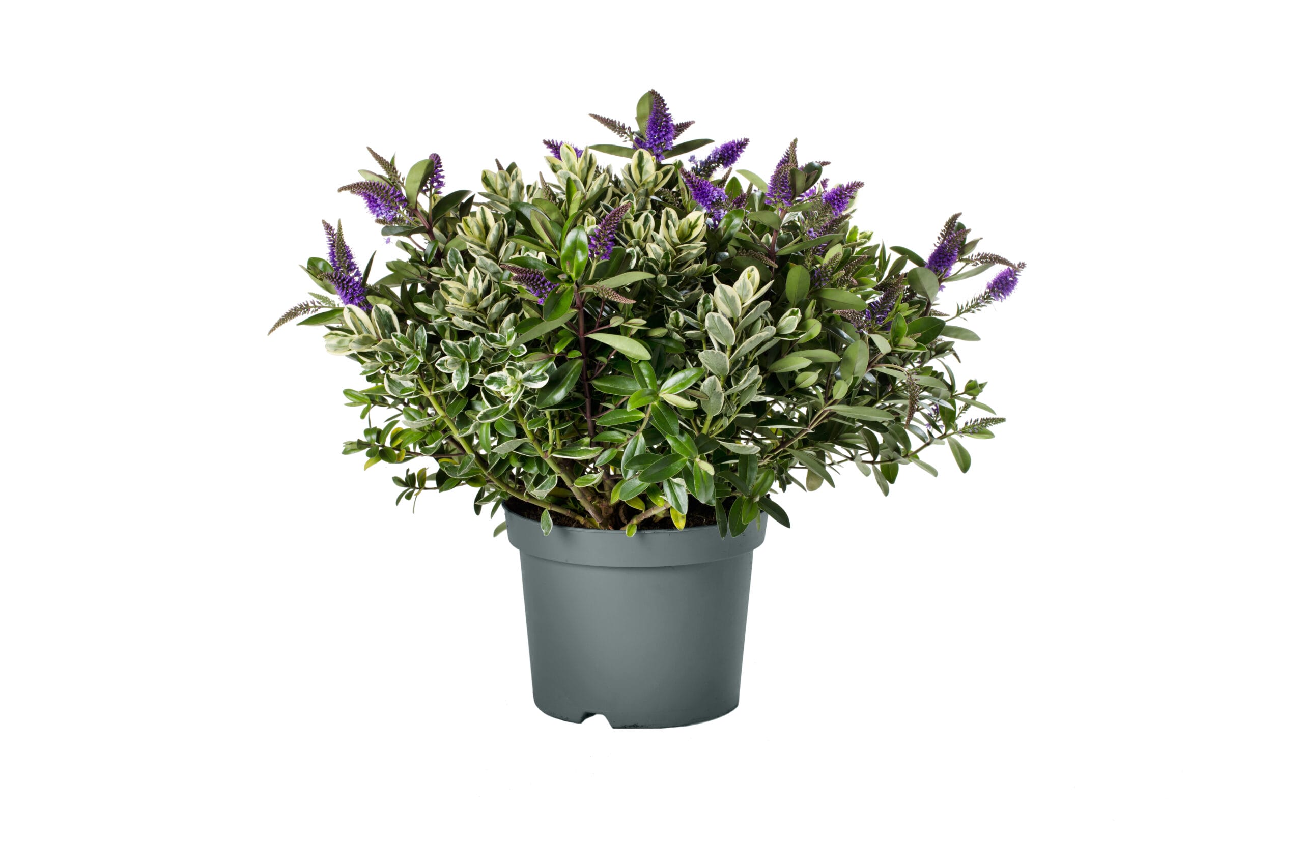 Addenda Hebe Donna/Classica duo ↑ 50 cm ⌀ 23 cm