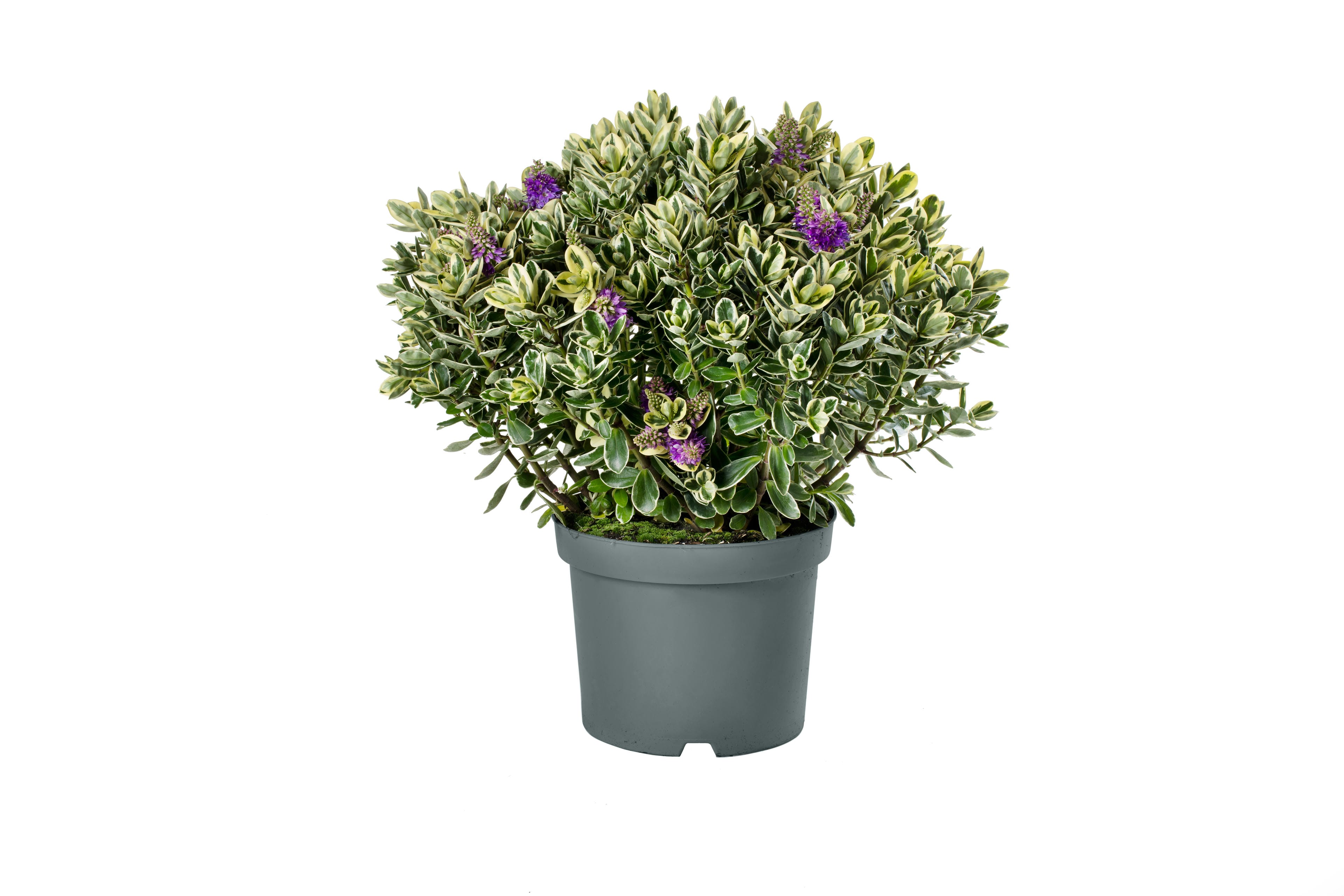 Addenda Hebe Classica ↑ 50 cm ⌀ 23 cm