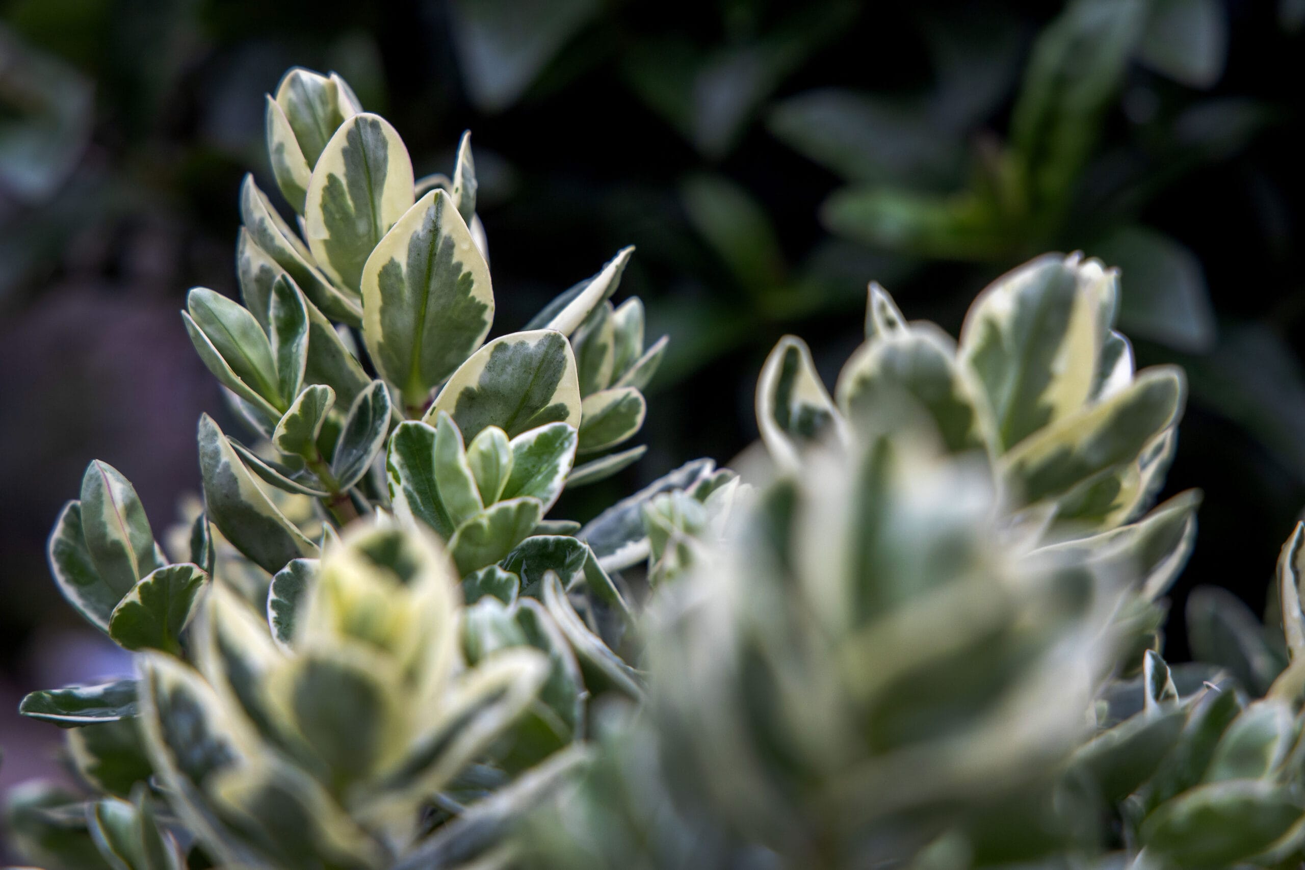 Addenda Hebe Classica ↑ 50 cm ⌀ 23 cm - Afbeelding 3