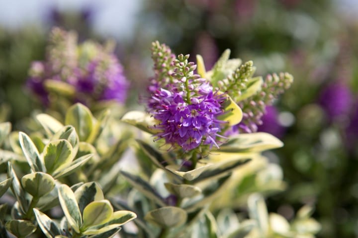 Addenda Hebe Classica ↑ 50 cm ⌀ 23 cm - Afbeelding 5