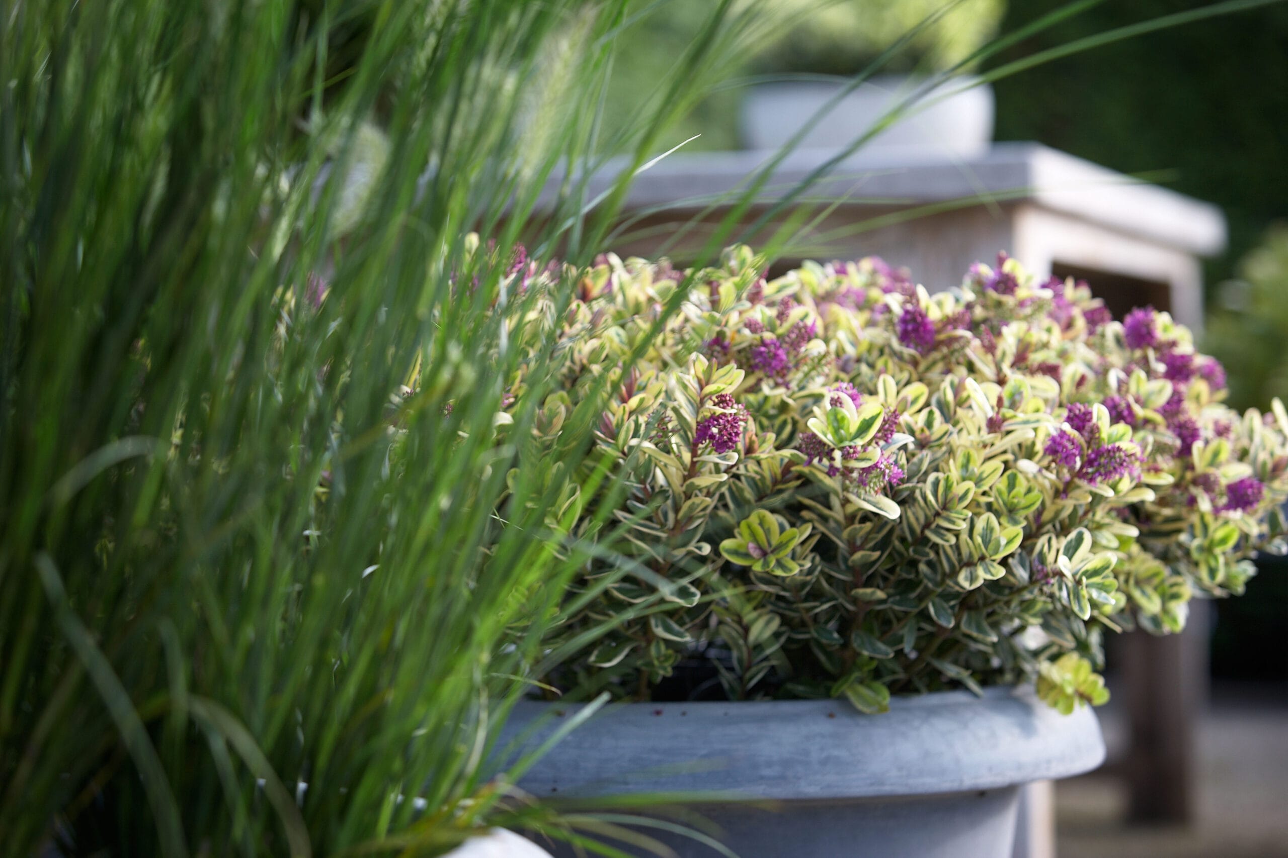 Addenda Hebe Classica ↑ 50 cm ⌀ 23 cm - Afbeelding 6