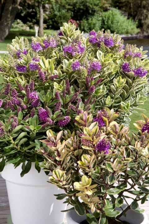 Addenda Hebe Classica ↑ 50 cm ⌀ 23 cm - Afbeelding 7