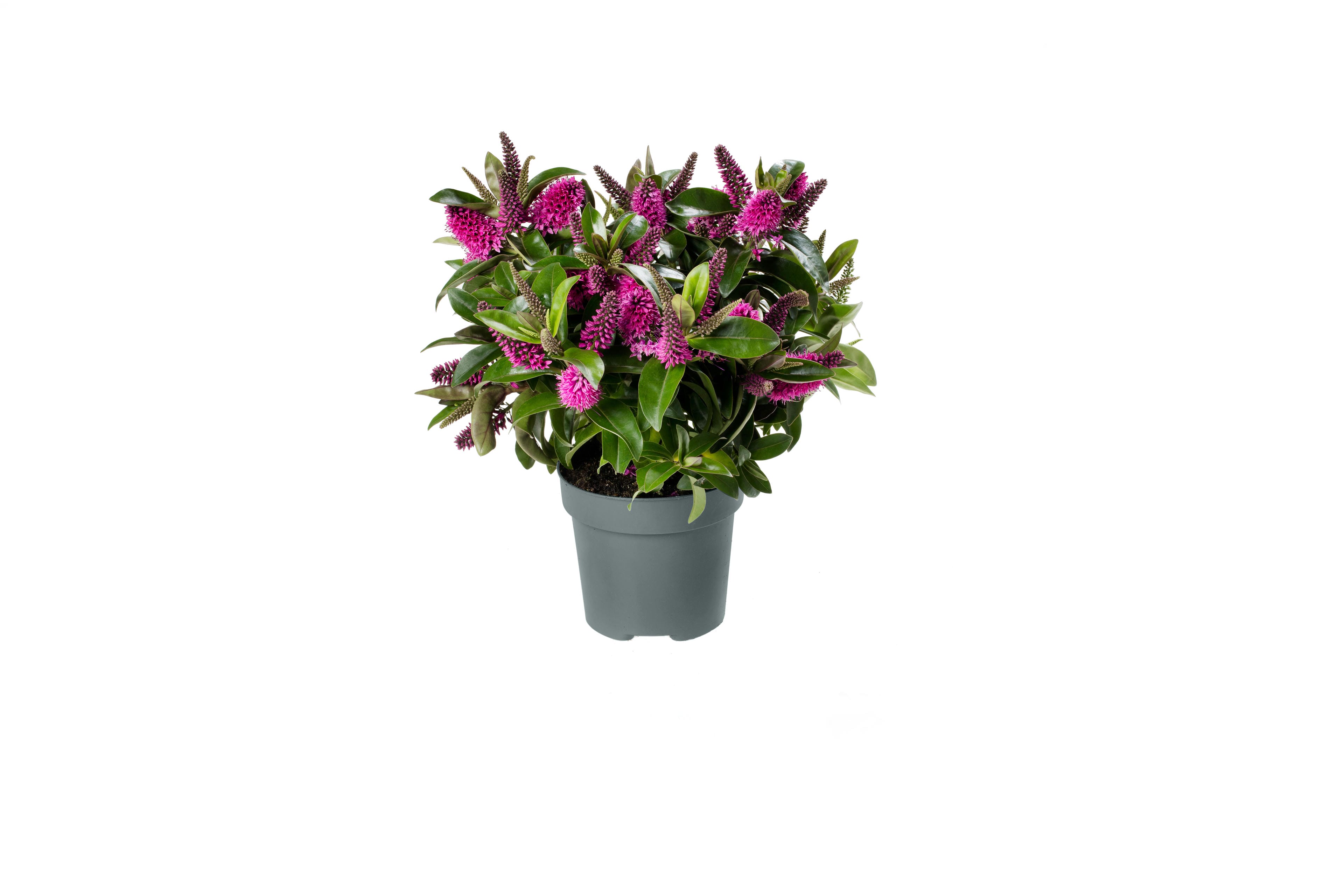 Addenda Hebe Donna mix (wit, roze, 2x blauw/paars) - 4 stuks ↑ 30 cm ⌀ 12 cm - Afbeelding 4