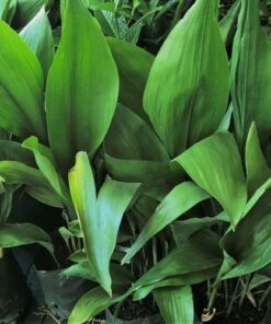 Aspidistra
