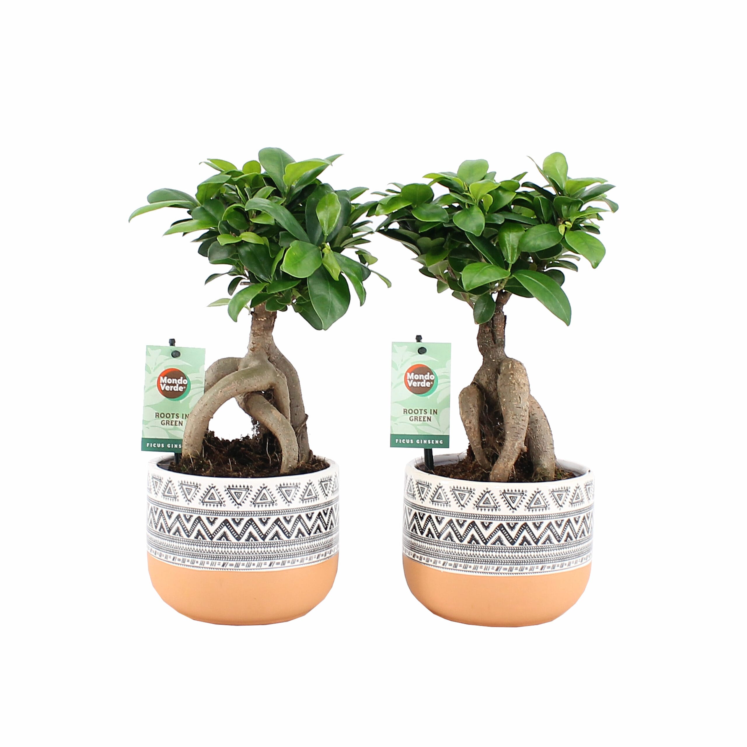 Ficus Ginseng vertakte wortel - 2 stuks ↑ 30 cm ⌀ 15 cm