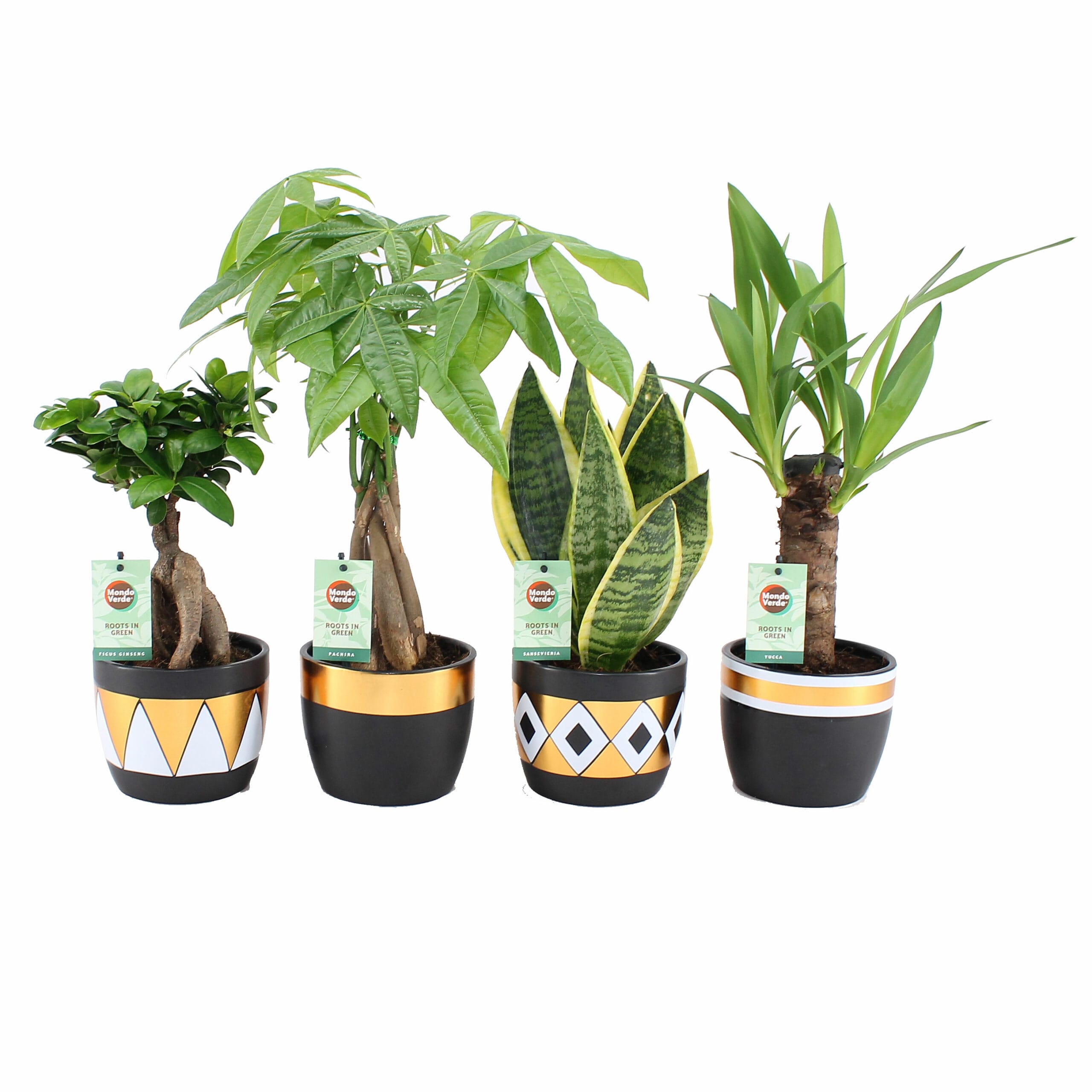 Amazone Green mix - Ginseng, Pachira, Sansevieria, Yucca - 4 stuks ↑ 35 cm ⌀ 13 cm