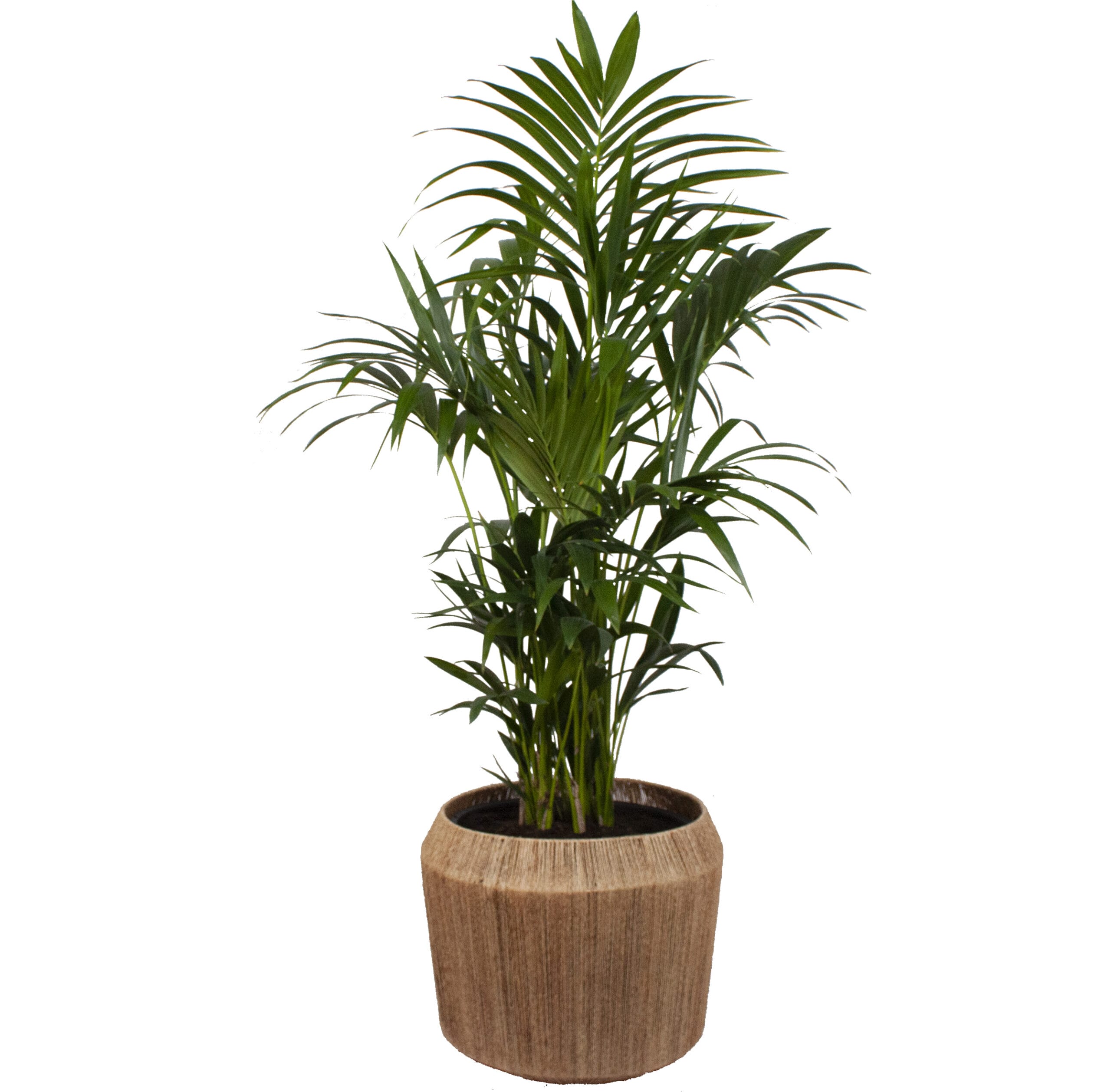 Kentia Palm in Dangan sierpot ↑ 140 cm ⌀ 27 cm