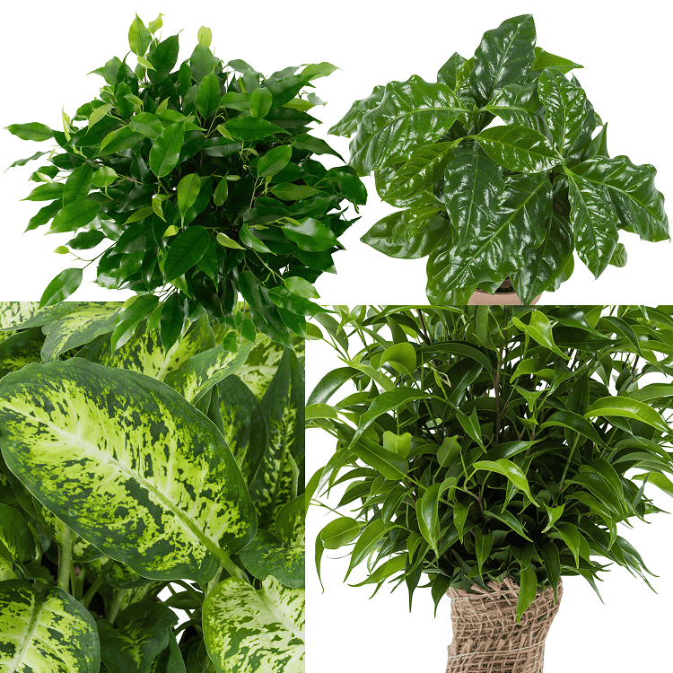 "Ficus, Koffieplant, Dieffenbachia compacta, Ficus - 4 stuks ↑ 25 cm ⌀ 12 cm - Afbeelding 6