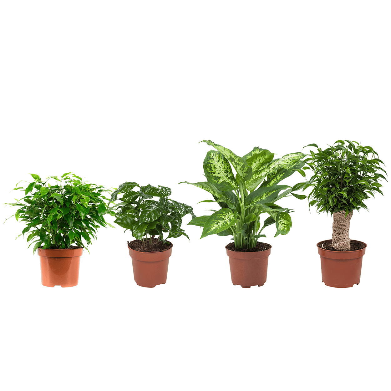 "Ficus, Koffieplant, Dieffenbachia compacta, Ficus - 4 stuks ↑ 25 cm ⌀ 12 cm - Afbeelding 7