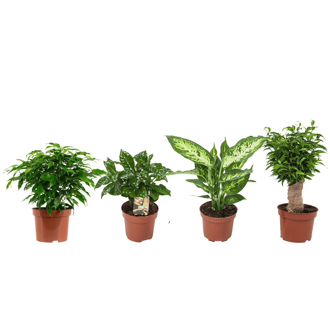"Ficus, Koffieplant, Dieffenbachia compacta, Ficus - 4 stuks ↑ 25 cm ⌀ 12 cm - Afbeelding 8