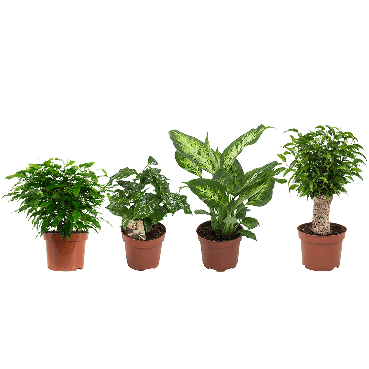"Ficus, Koffieplant, Dieffenbachia compacta, Ficus - 4 stuks ↑ 25 cm ⌀ 12 cm - Afbeelding 9